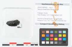 Foto (Objekt + Etikett) von Sequoia bowerbankii Ettingshausen (NHMW-GEO-2024-0188-8942)